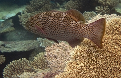 Velidhu - 2013_03_08 - IMG_0157rf_Merou Loche saumonee - Plectropomus leopardus_House reef_pmt